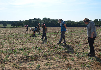 Fieldwalking Survey - Suffolk Heritage Explorer