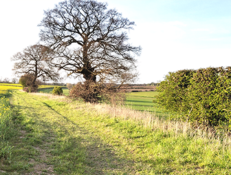 a footpath lined with a hedge and trees in Suffolk