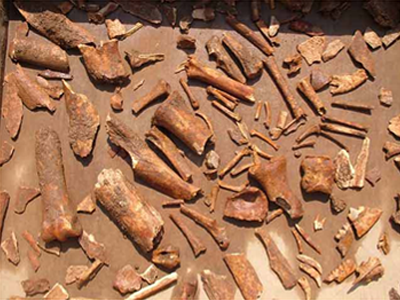 collection of animal bones drying on a table after cleaning